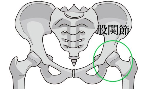 妊娠中 出産後の股関節の痛みは骨盤の歪み 足の付け根の痛みから解放される方法 和歌山市で整骨院選びにお悩みなら腰痛や肩こりの改善が評判の当院へ