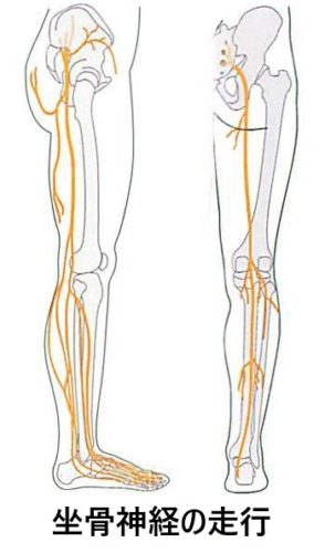 坐骨神経痛はなぜ起こる マッサージや腰の牽引では治らないその理由 和歌山市で整骨院選びにお悩みなら腰痛や肩こりの改善が評判の当院へ