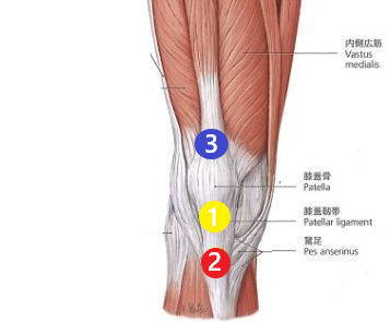 跳ぶ 走ると膝が痛い 膝蓋靭帯炎 ジャンパー膝 の改善には膝と身体の正しい動きを取り戻すことが大切です 和歌山市で整骨院選びにお悩みなら腰痛や肩こりの改善が評判の当院へ